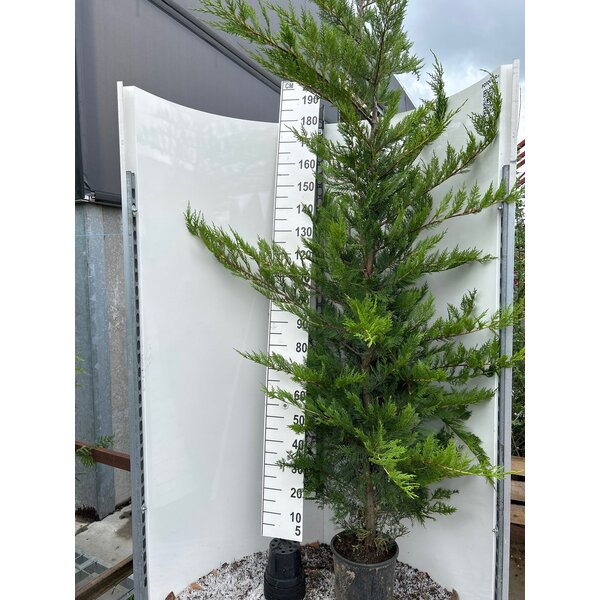 Cupressocyparis leylandii - 10L 200+