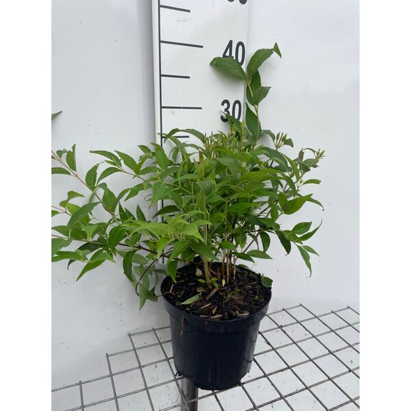 Deutzia lemoinei - 3,0L