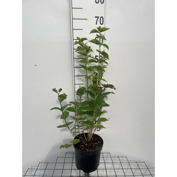 Philadelphus 'Virginal' - 3,0L 60+