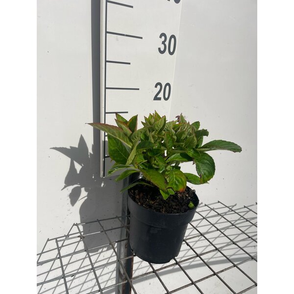 Hydrangea m. 'King George VII' - 1,3L