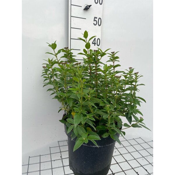 Viburnum tinus 'Eve Price' - 7,5L 30+