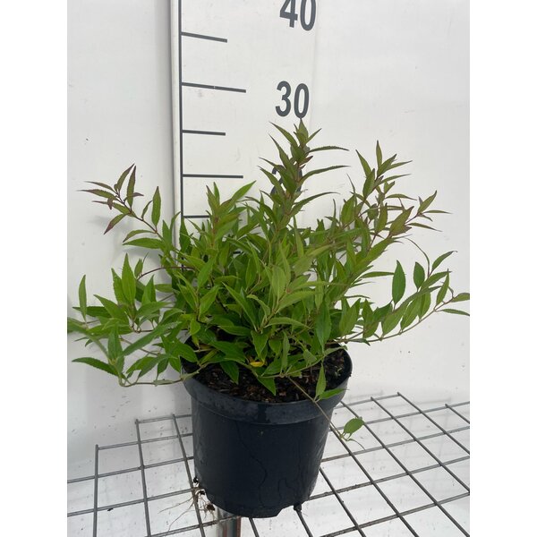 Deutzia gracilis 'Nikko' - 3,0L 20+