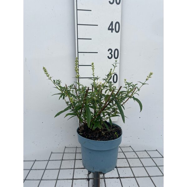 Buddleja d. 'Nanho White' - 2,0L