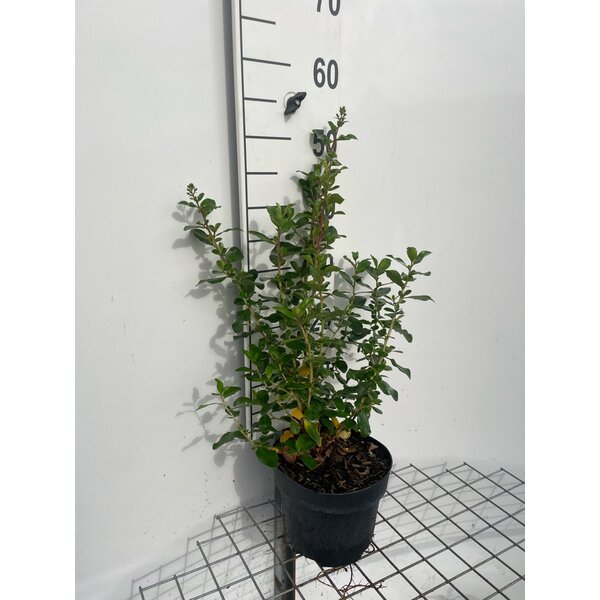 Escallonia 'Iveyi' - 3,0L 40+