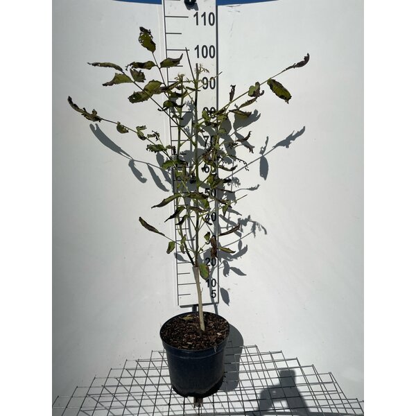 Juglans regia - 7,5L 80+