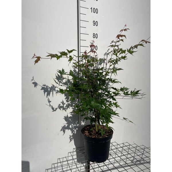 Acer palmatum - 7,5L
