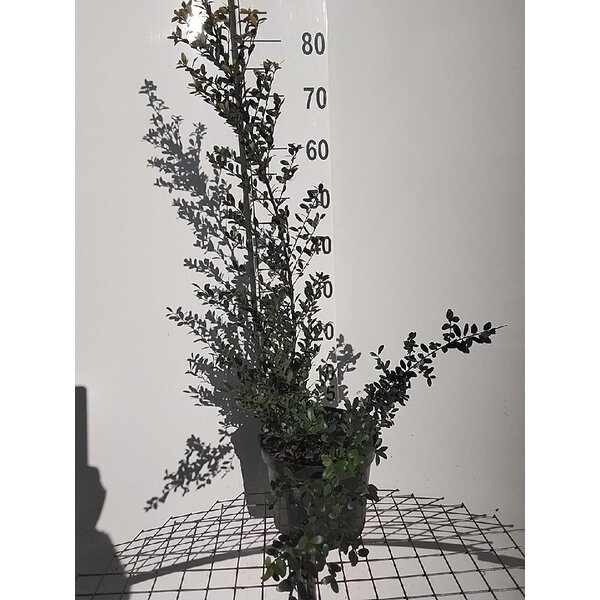 Ilex crenata Dark Green - 7,5L 60+