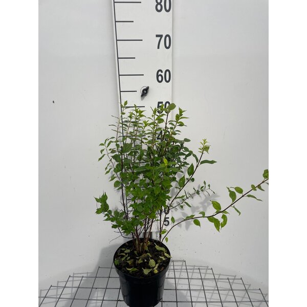 Philadelphus 'Manteau d'Hermine' - 3,0L 40+