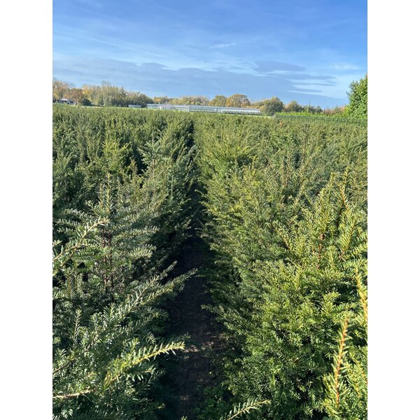 Taxus baccata - met kluit 100+
