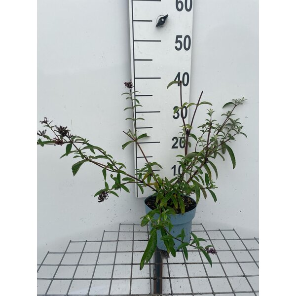Buddleja d. 'Royal Red' - 2,0L