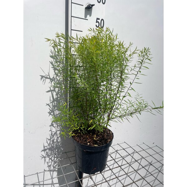 Spiraea thunbergii - 3,0L