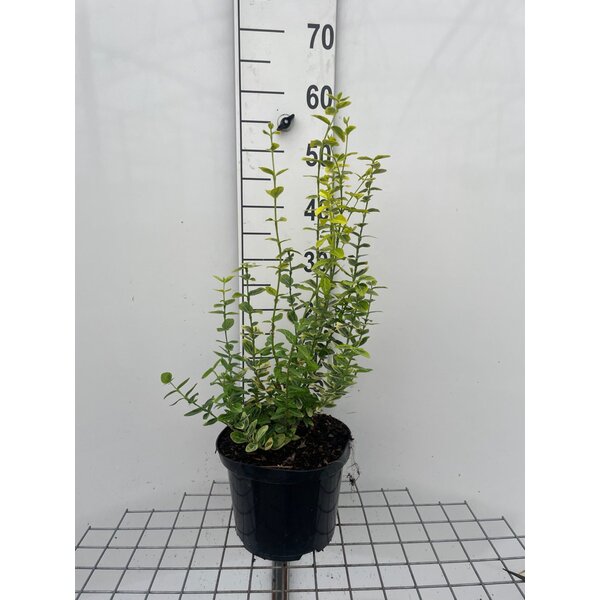 Euonymus fort. 'Emerald 'n' Gold' - 5,0L