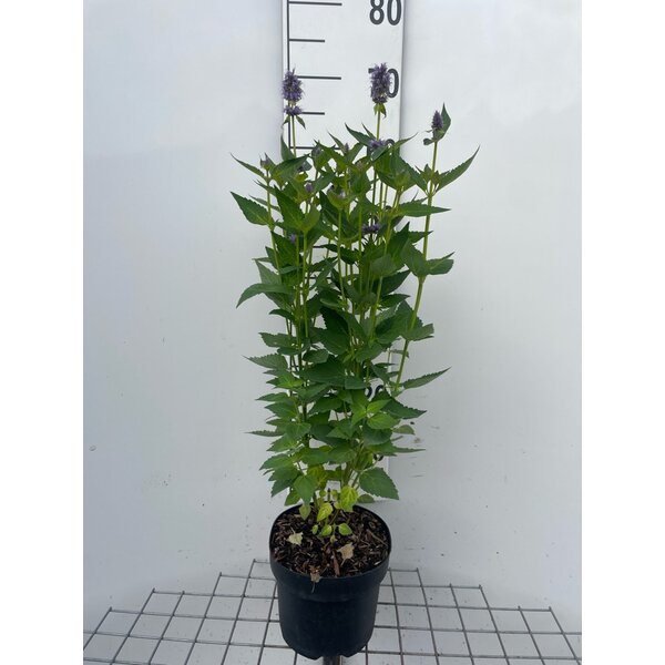 Agastache 'Blue Fortune' - 3,0L