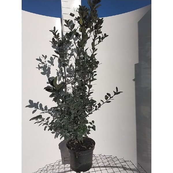 Ilex meserveae Heckenblau - 7,5L 100+