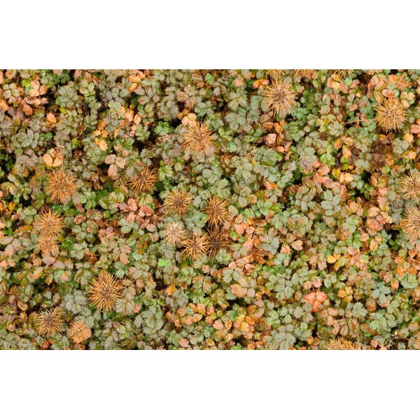 Acaena microphylla 'Kupferteppich' - P9