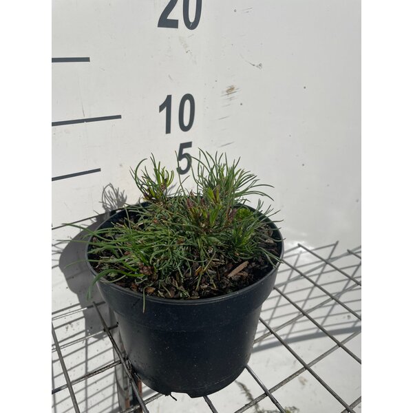 Pinus mugo mugo - 2,0L