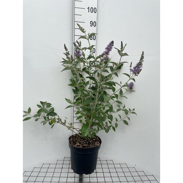 Buddleja 'Lochinch' - 7,5L