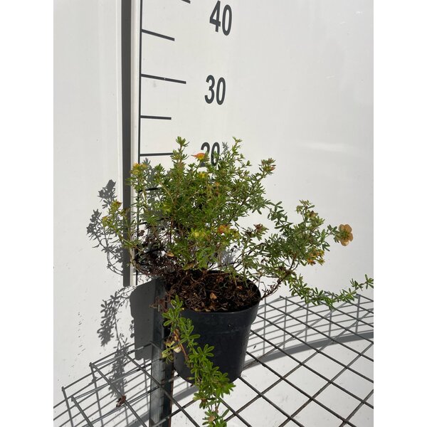 Potentilla f. 'Red Ace' - 1,3L