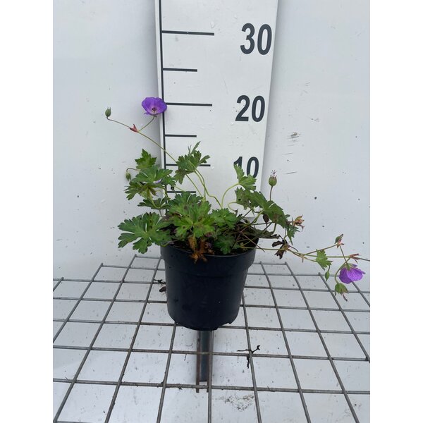Geranium 'Azure Rush' - 1,3L