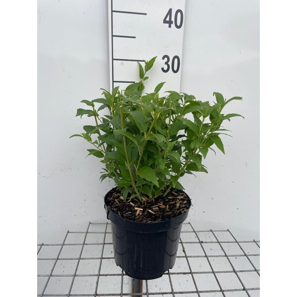 Deutzia gracilis - 3,0L