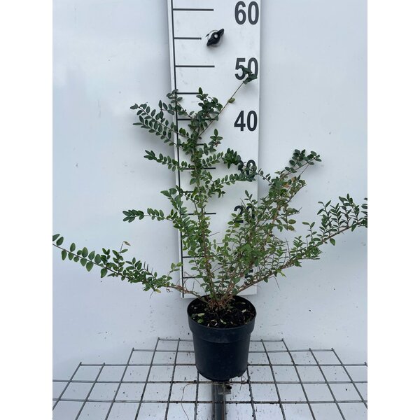 Lonicera nit. 'Elegant' - 1,3L 30+
