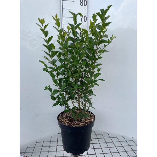 Ligustrum ovalifolium - 7,5L