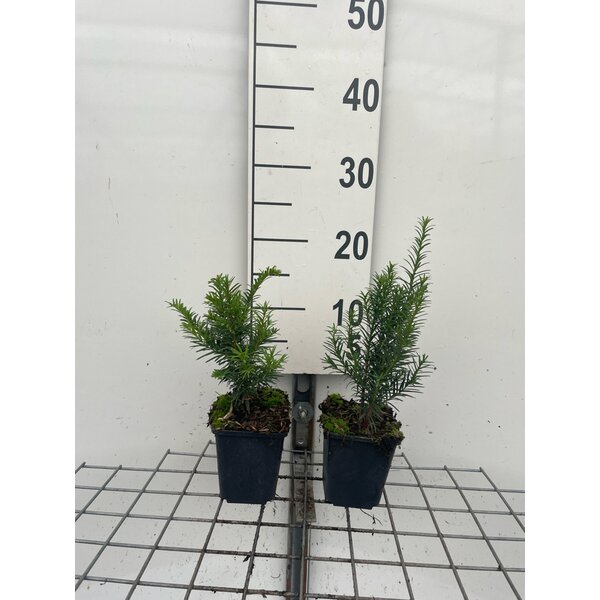 Taxus baccata - P9