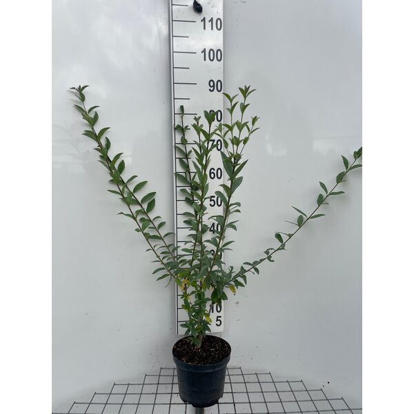 Ligustrum vulgare - 3,0L 80+
