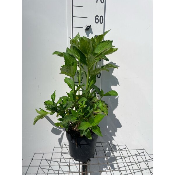 Hydrangea m. 'Mad. Emile Mouillère' - 3,0L