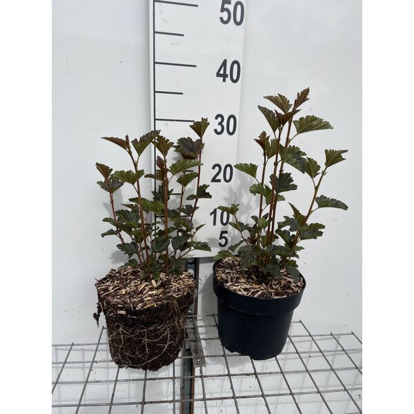 Physocarpus opulif. 'Red Baron' - 3,0L