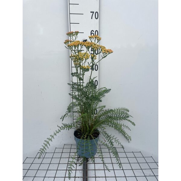 Achillea 'Terracotta' - 2,0L