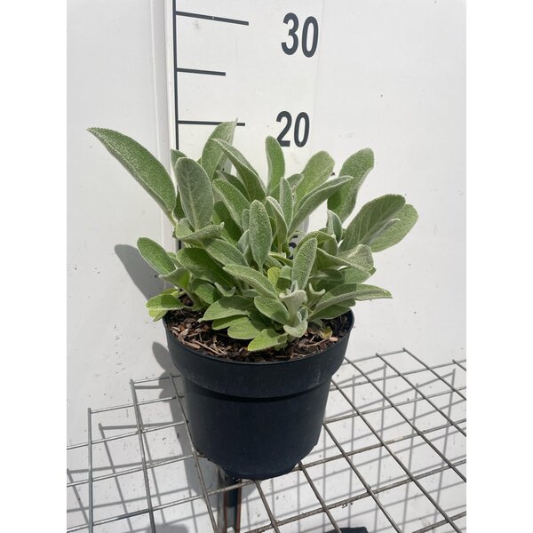 Stachys byzantina - 3,0L