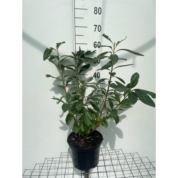 Rhododendron bladverliezend  'Harvest Moon' Geel - 5,0L