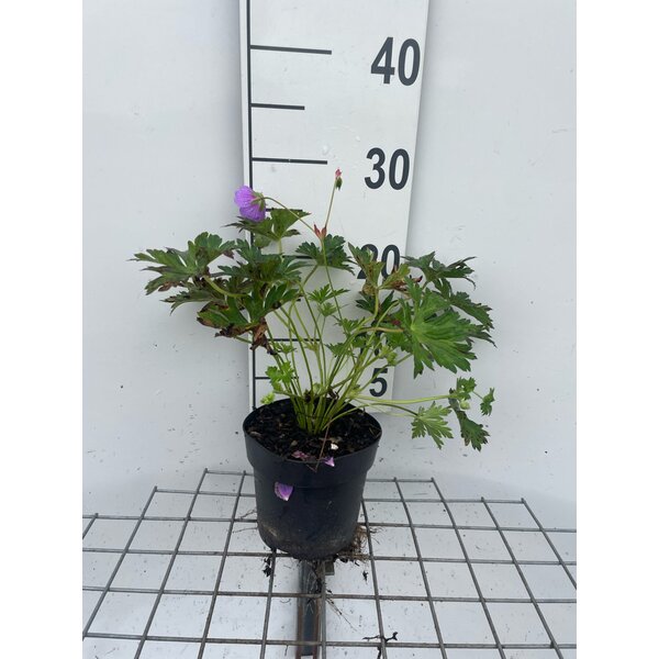 Geranium Rozanne - 1,3L