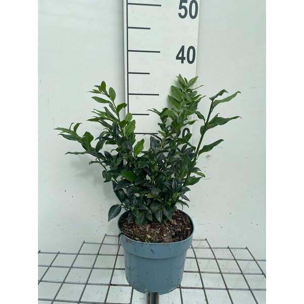 Sarcococca hookeriana - 2,0L 30+