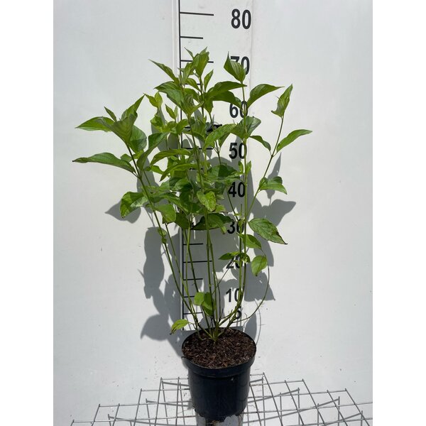 Cornus sericea 'Flaviramea' - 3,0L