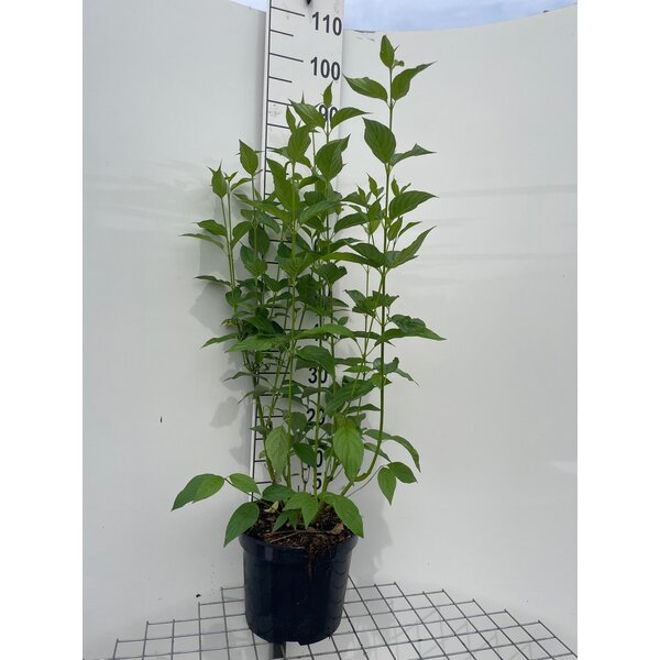 Cornus sericea 'Flaviramea' - 7,5L