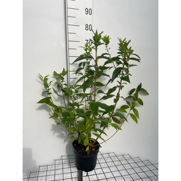Forsythia int. 'Courtalyn' - 3,0L 60+