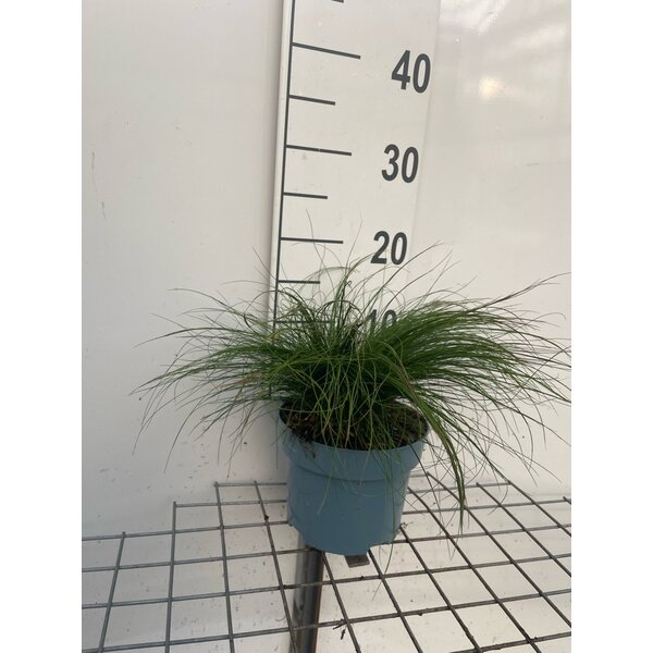Festuca 'Walberla' - 2,0L