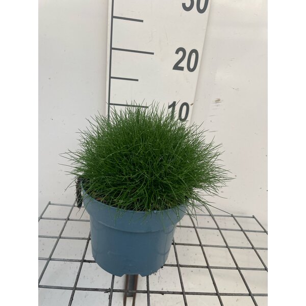 Festuca gautieri 'Pic Carlit' - 2,0L
