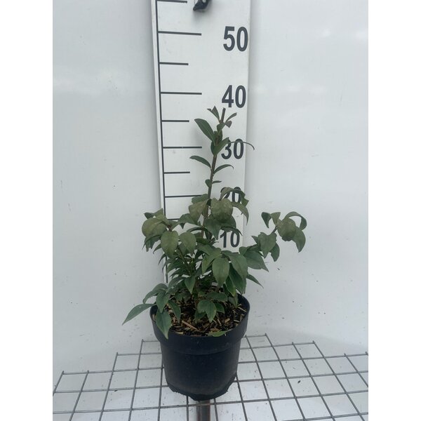 Euonymus alat. 'Compactus' - 3,0L 30+