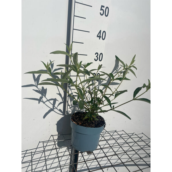 Buddleja d. 'Royal Red' - 2,0L