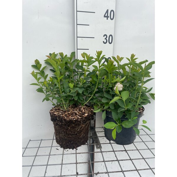 Spiraea fritschiana - 3,0L