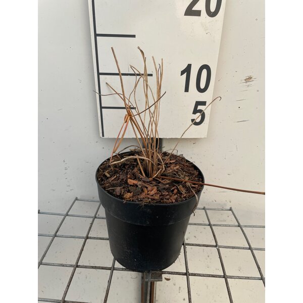 Geranium Rozanne - 1,3L