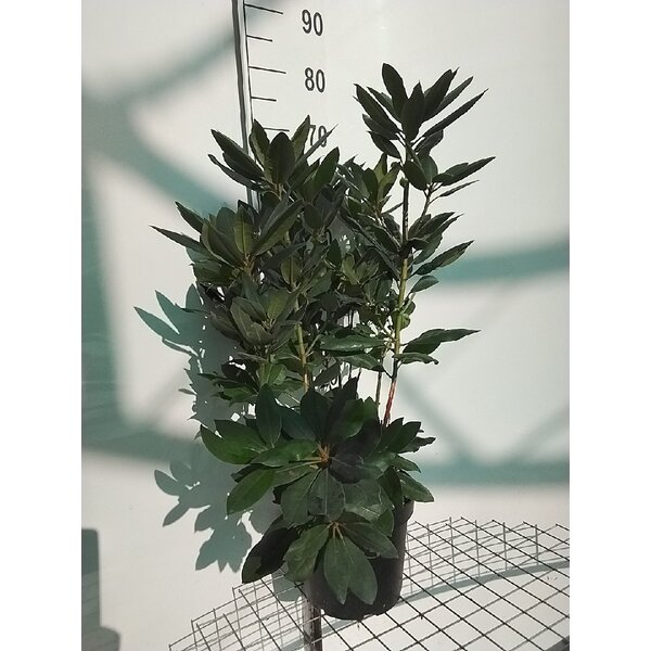 Rhododendron 'Roseum Elegans' - 7,5L 60+
