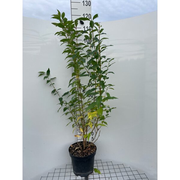 Forsythia int. 'Lynwood' - 7,5L 100+