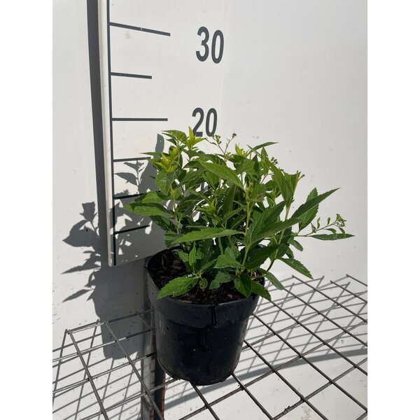Spiraea jap. 'Genpei' - 1,3L