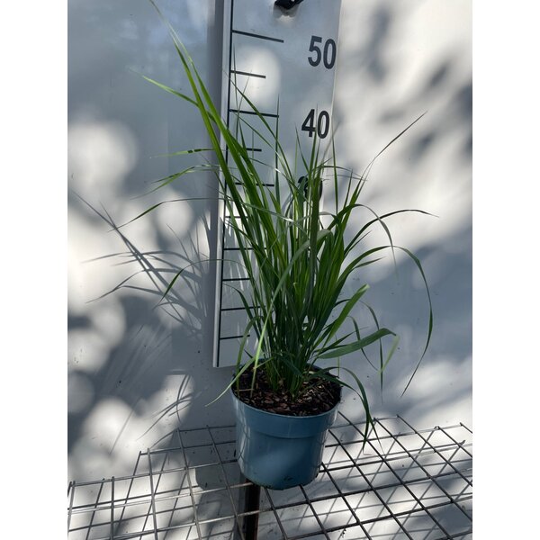 Calamagrostis acut. 'Karl Foerster' - 2,0L