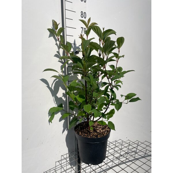 Viburnum bodn. 'Dawn' - 7,5L