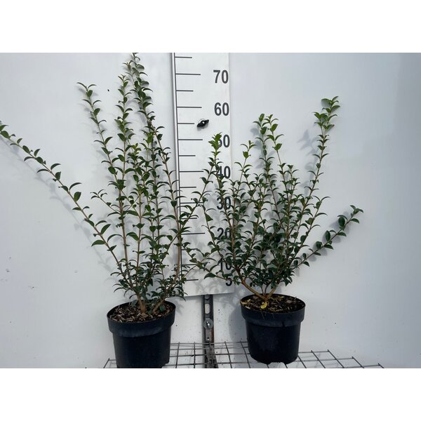 Osmanthus burkwoodii - 3,0L 50+